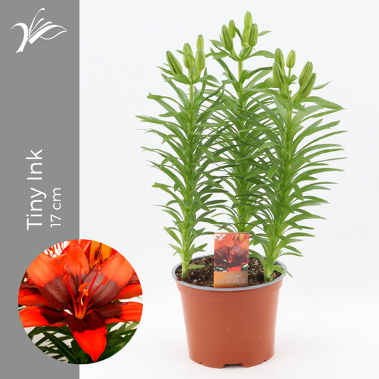 Lilium az. hybrid 40cm 17cm Pot