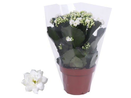 Kalanchoe Rosalina Don Dione 27cm 12cm Pot