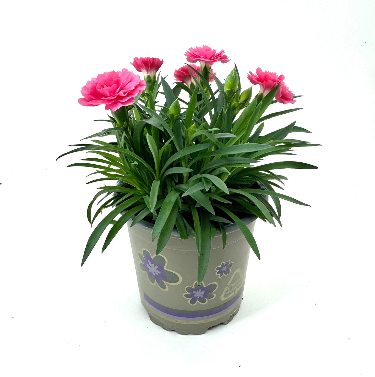 Dianthus I Love U 22cm 11cm Pot