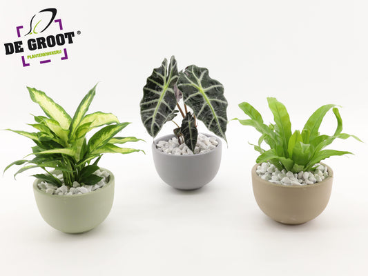 arr.  Plants 35cm 19cm Pot