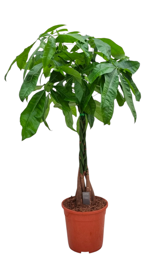 Pachira aquatica 105cm 24cm Pot