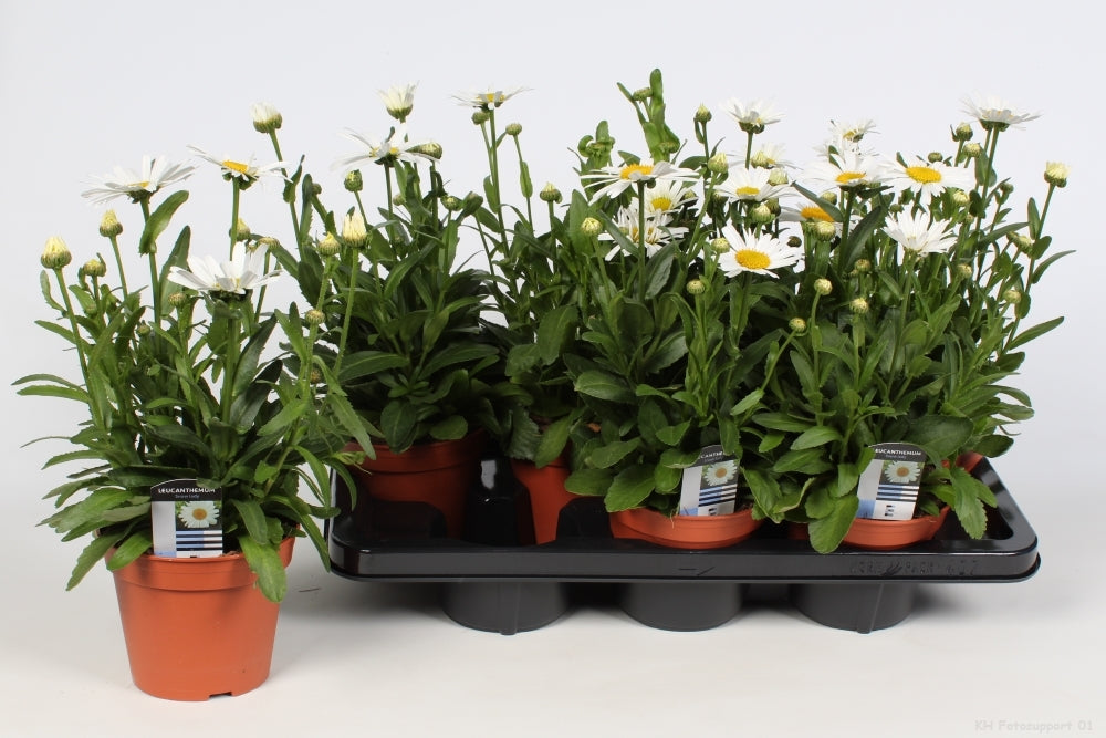 Leucanthemum sup. Snow Lady 35cm 14cm Pot