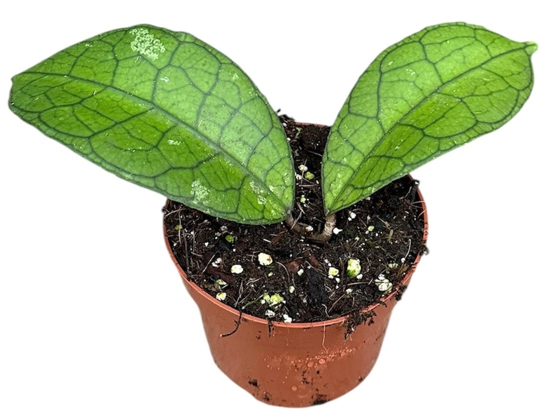 Hoya australis 15cm 10.5cm Pot