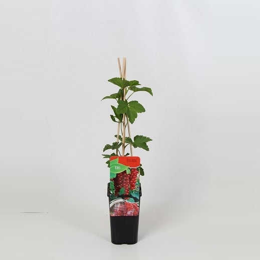 Ribes rub. Rovada 60cm 14cm Pot