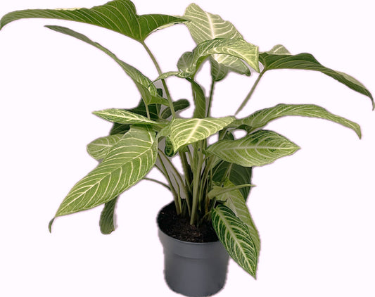 Xanthosoma Lindenii Mint 70cm 24cm Pot