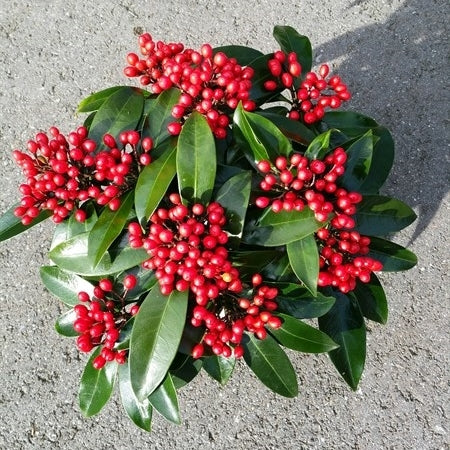 Skimmia japonica Reevesiana 25cm 15cm Pot