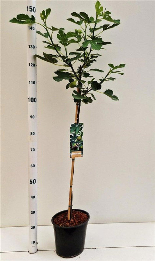 Ficus carica Brown Turkey 150cm 26cm Pot
