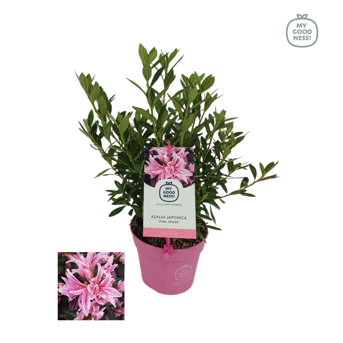 Leybaert BVBA Rhododendron Pink Spider Pack of 8