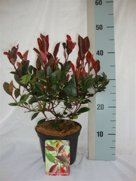 Roessel Tuinpl. VOF, B. v. Photinia Little Red Robin Pack of 6