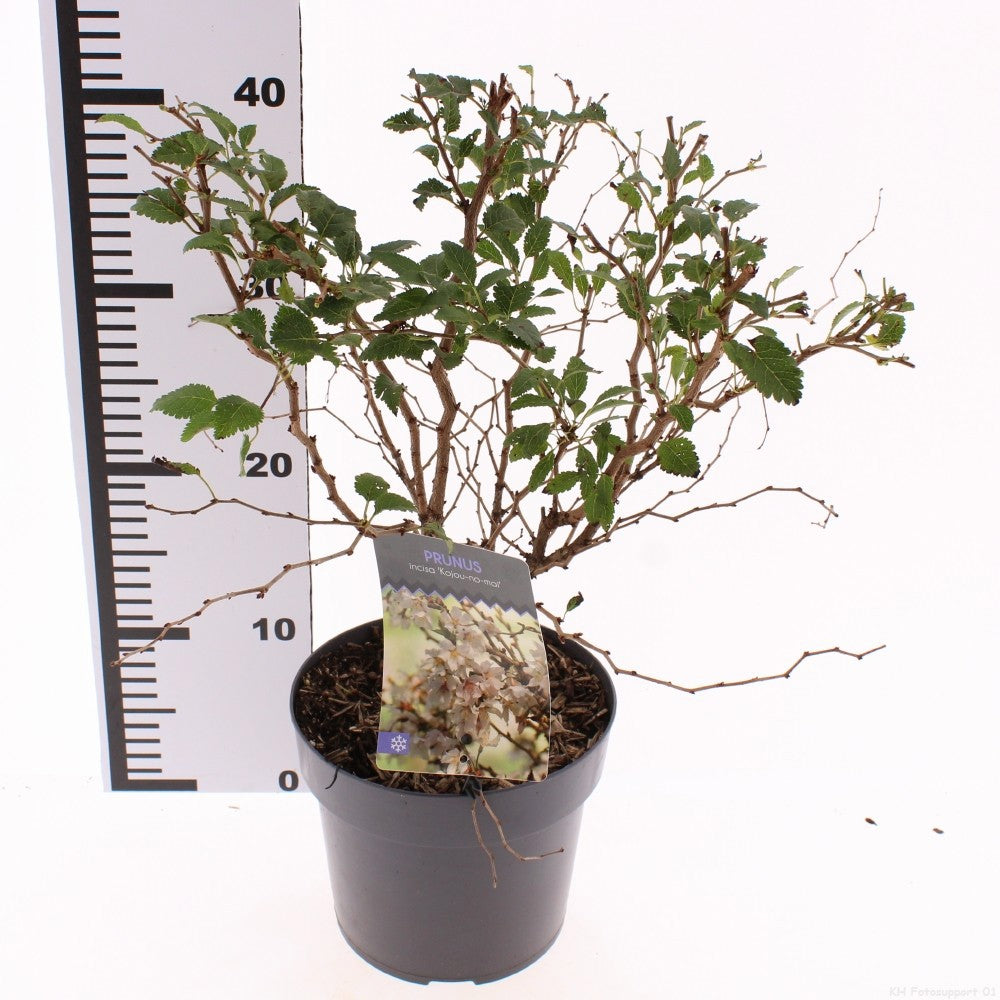 Snepvangers Tuinplanten Prunus incisa Kojou-no-mai Pack of 8