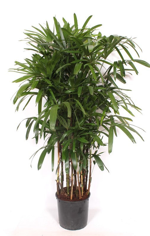 Rhapis excelsa 190cm 34cm Pot