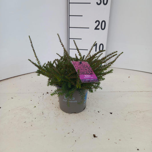 Erica Kramer's Red 10cm 12cm Pot
