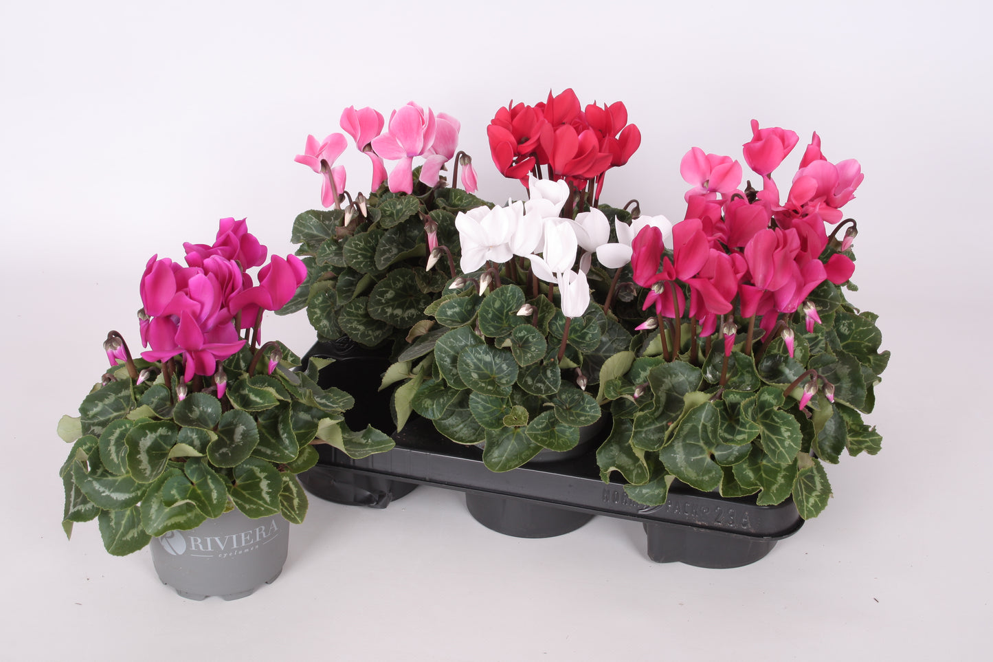 Cyclamen Riviera Allure mix 29cm 12cm Pot