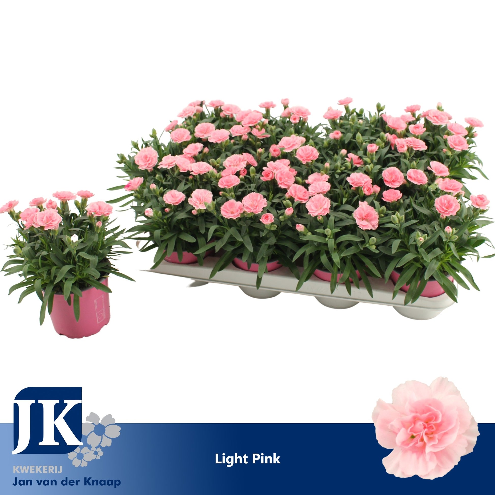 Dianthus Oscar Pink 22cm 12cm Pot