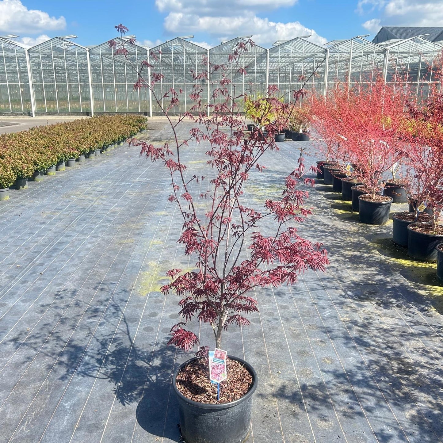 Acer Trompenburg 150cm 40cm Pot
