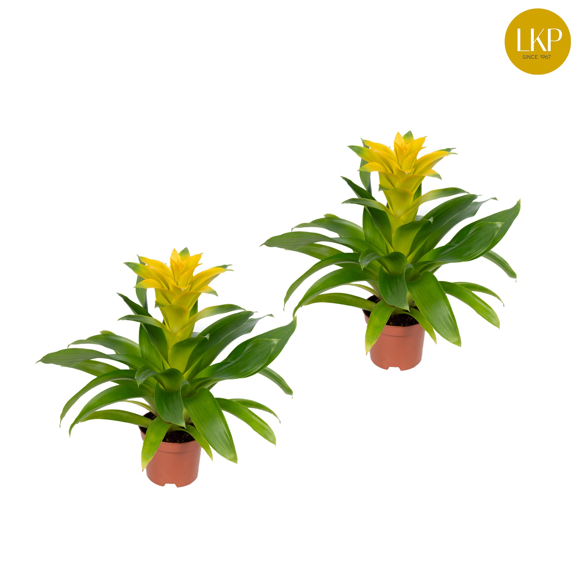 Guzmania Diana 30cm 10.5cm Pot
