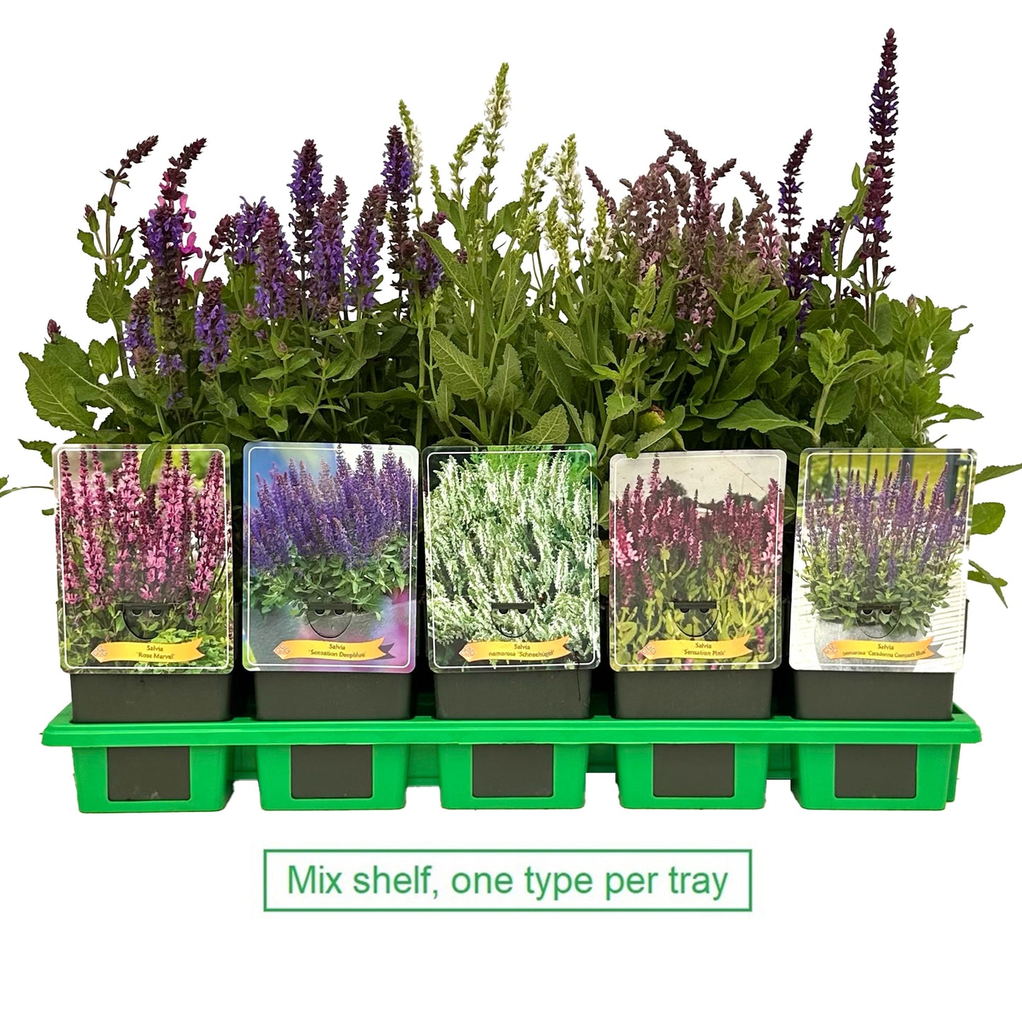 Salvia officinalis 25cm 11cm Pot