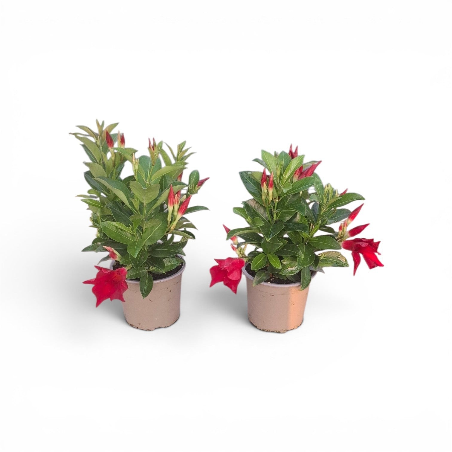 Mandevilla Rio Deep Red 33cm 12cm Pot