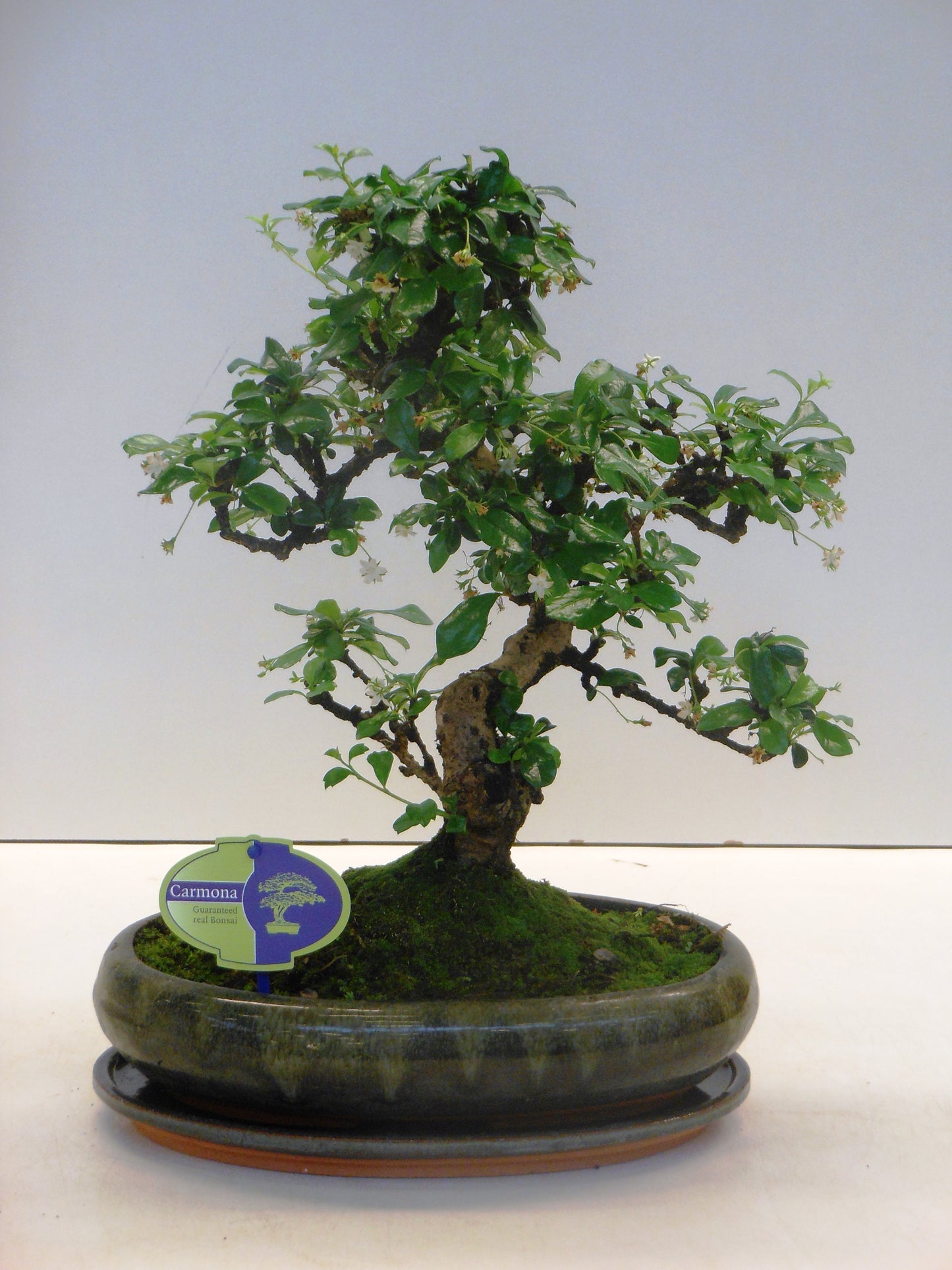 Carmona Bonsai 45cm 29cm Pot