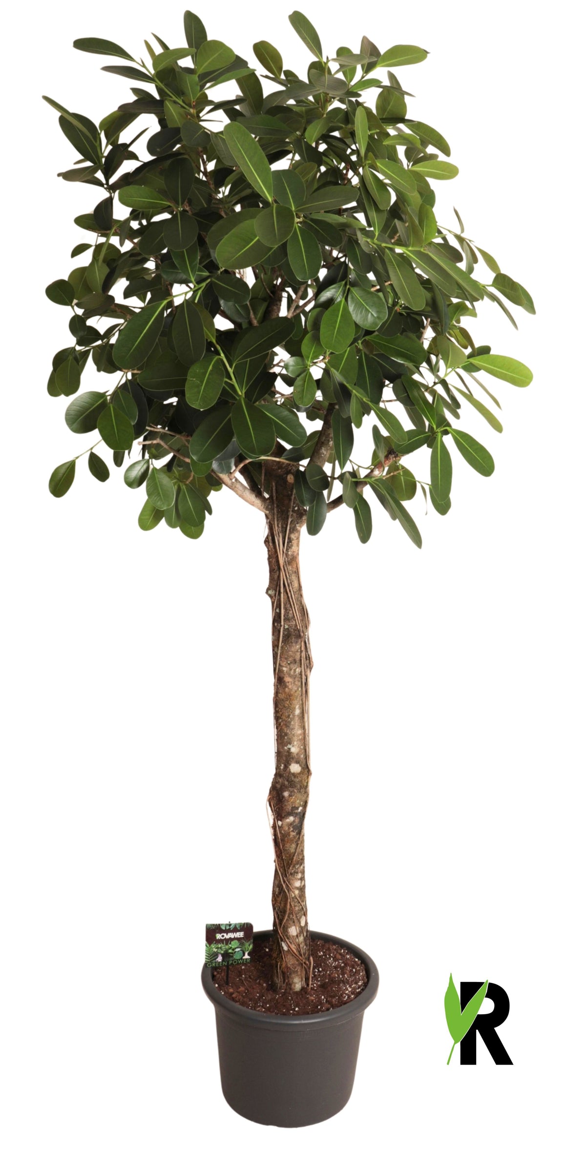 Ficus micr. Smile 240cm 45cm Pot