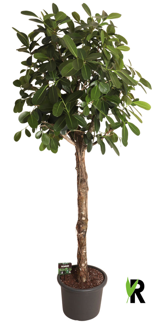 Ficus micr. Smile 240cm 45cm Pot