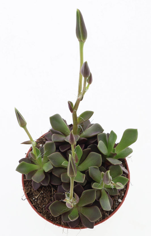 Anacampseros rufescens sunrise purple + bloem 10cm Special Pot (508)
