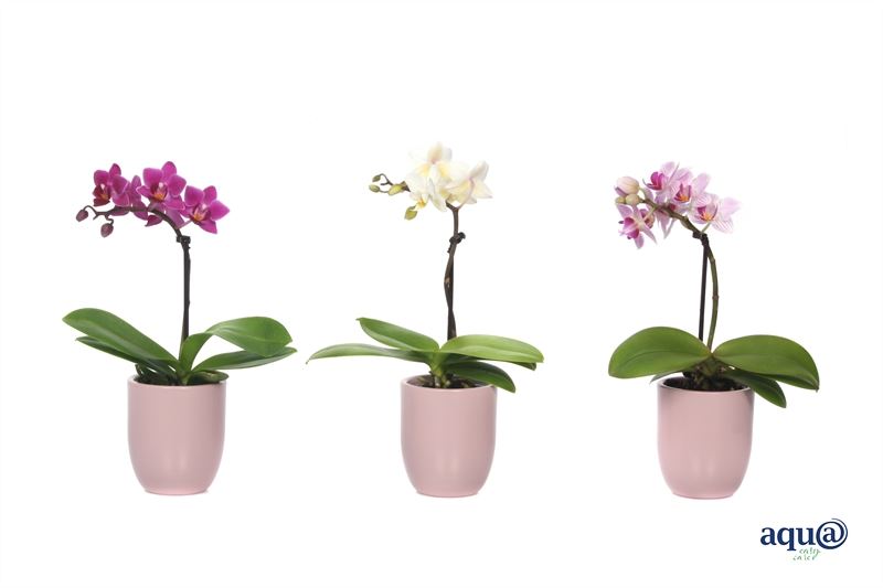 Phalaenopsis hybrid 17cm 6cm Pot