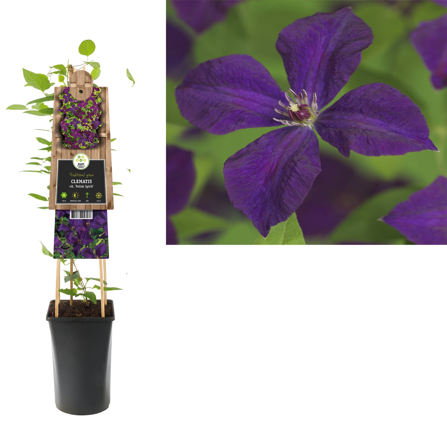 Clematis Polish Spirit 75cm 17cm Pot