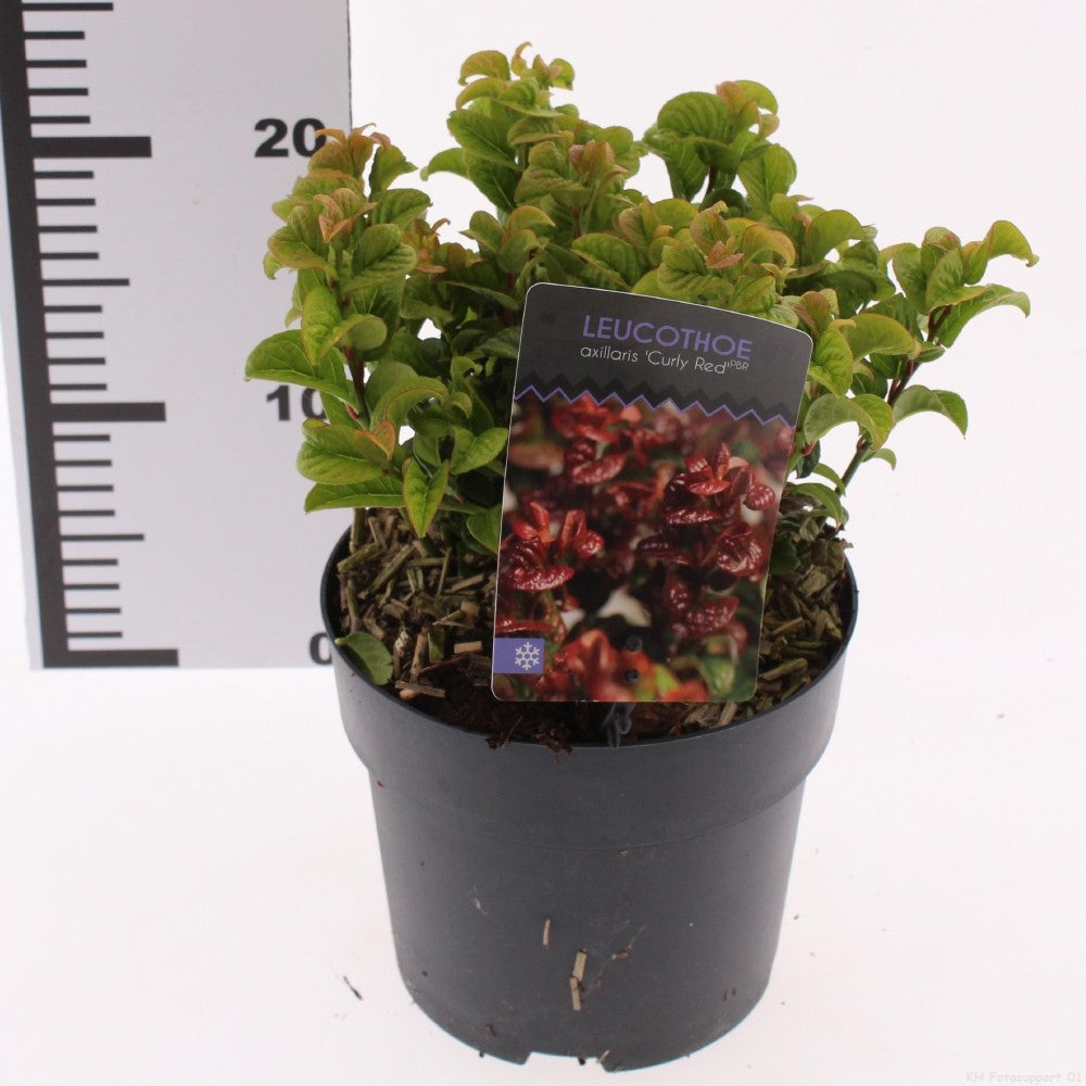 Leucothoe Curly Red 25cm 17cm Pot