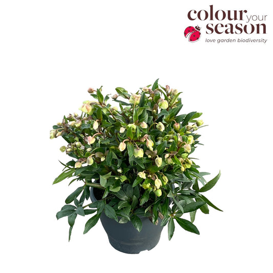 Helleborus Winterbells 50cm 26cm Pot