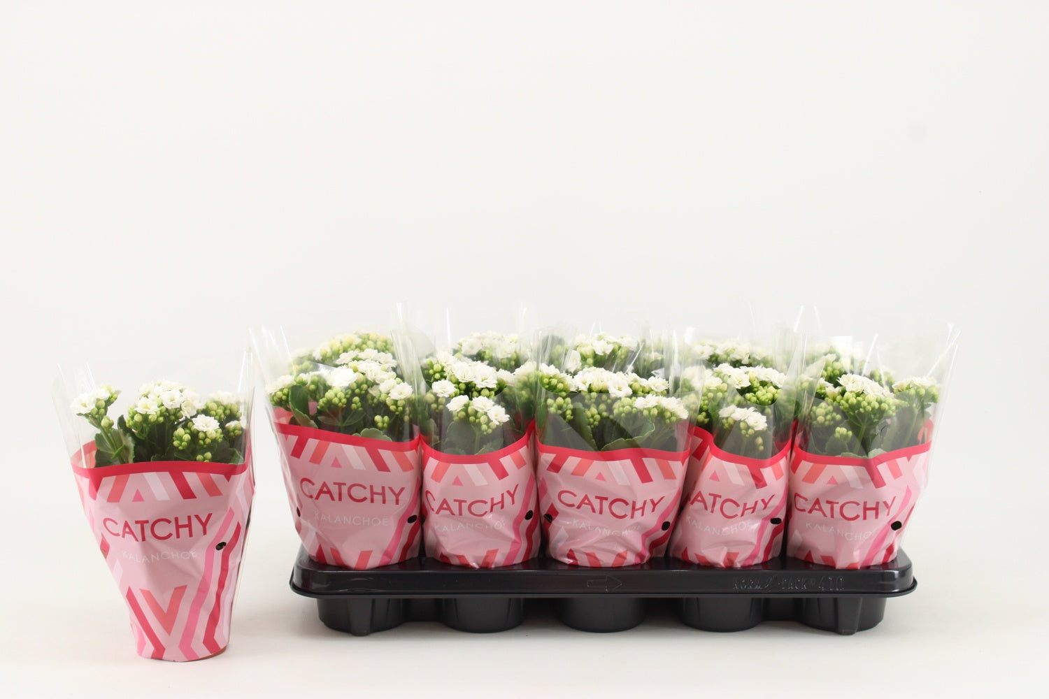Kalanchoe double Whites White 23cm 510cm Pot