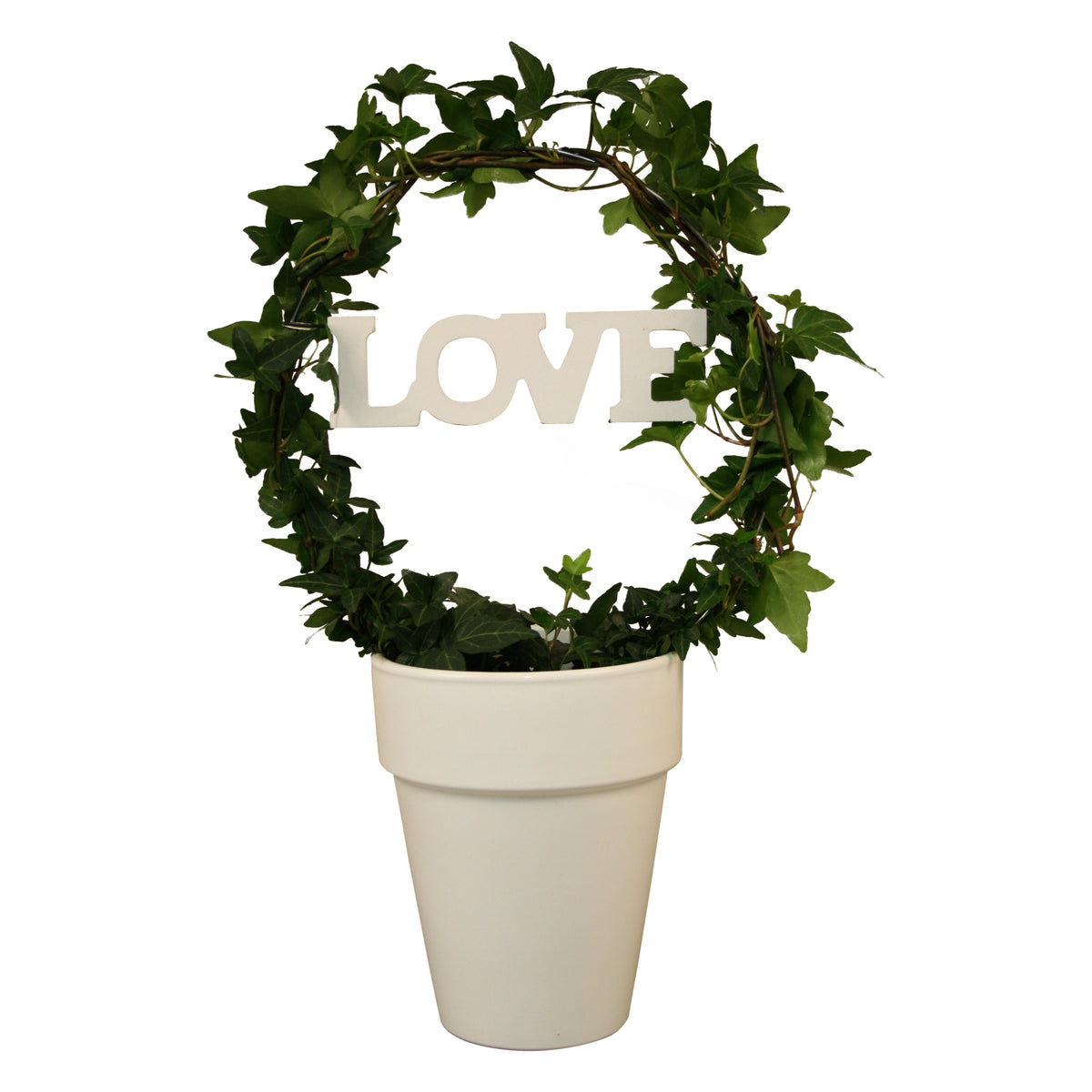 Hedera helix green 13cm Pot