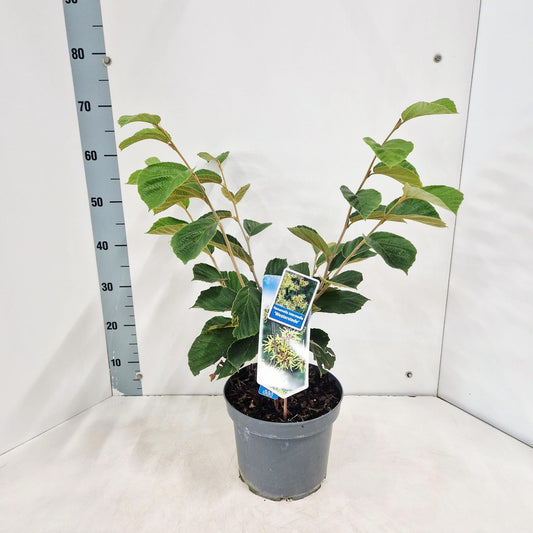 Hamamelis int. Westerstede 70cm 23cm Pot