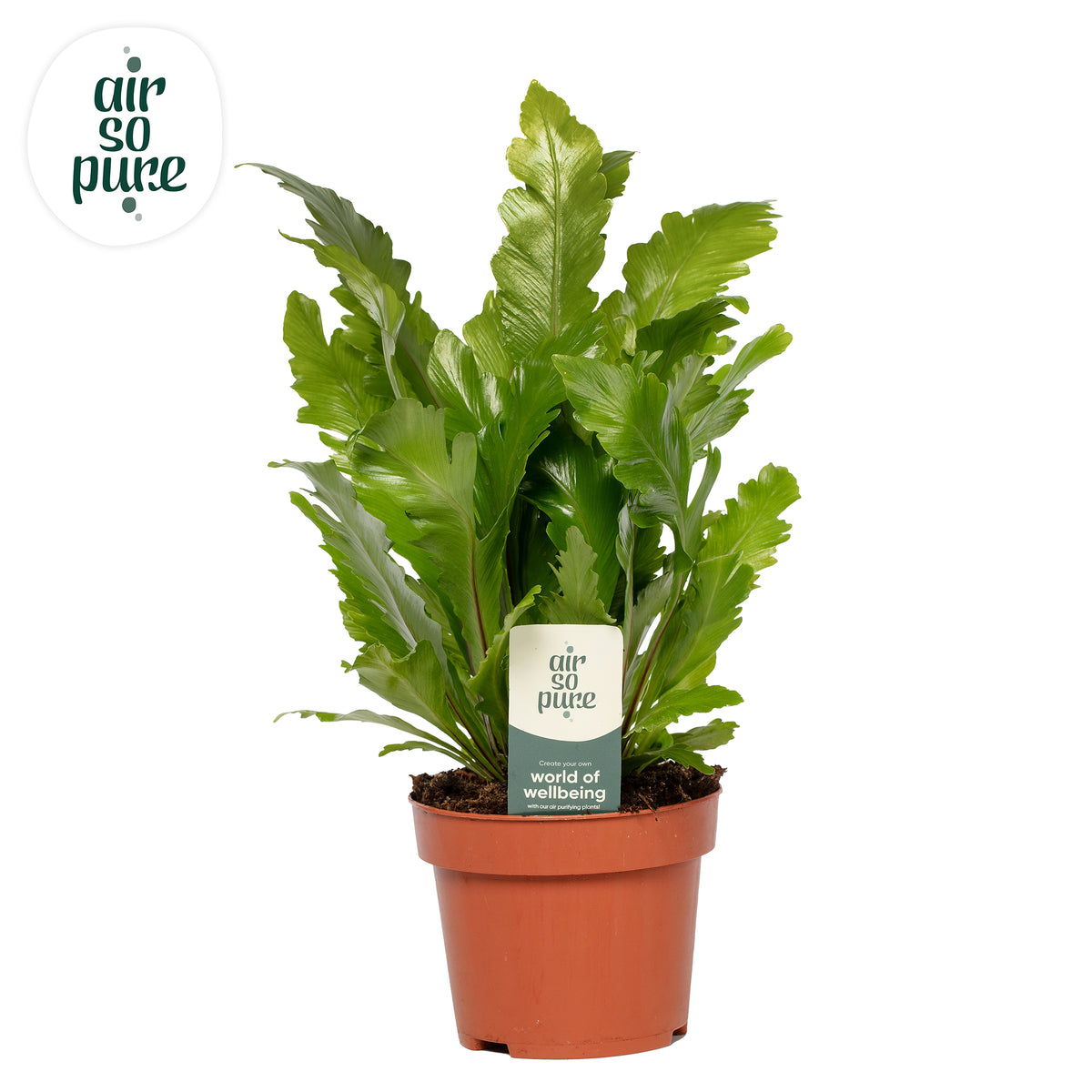 Asplenium Campio 30cm 12cm Pot