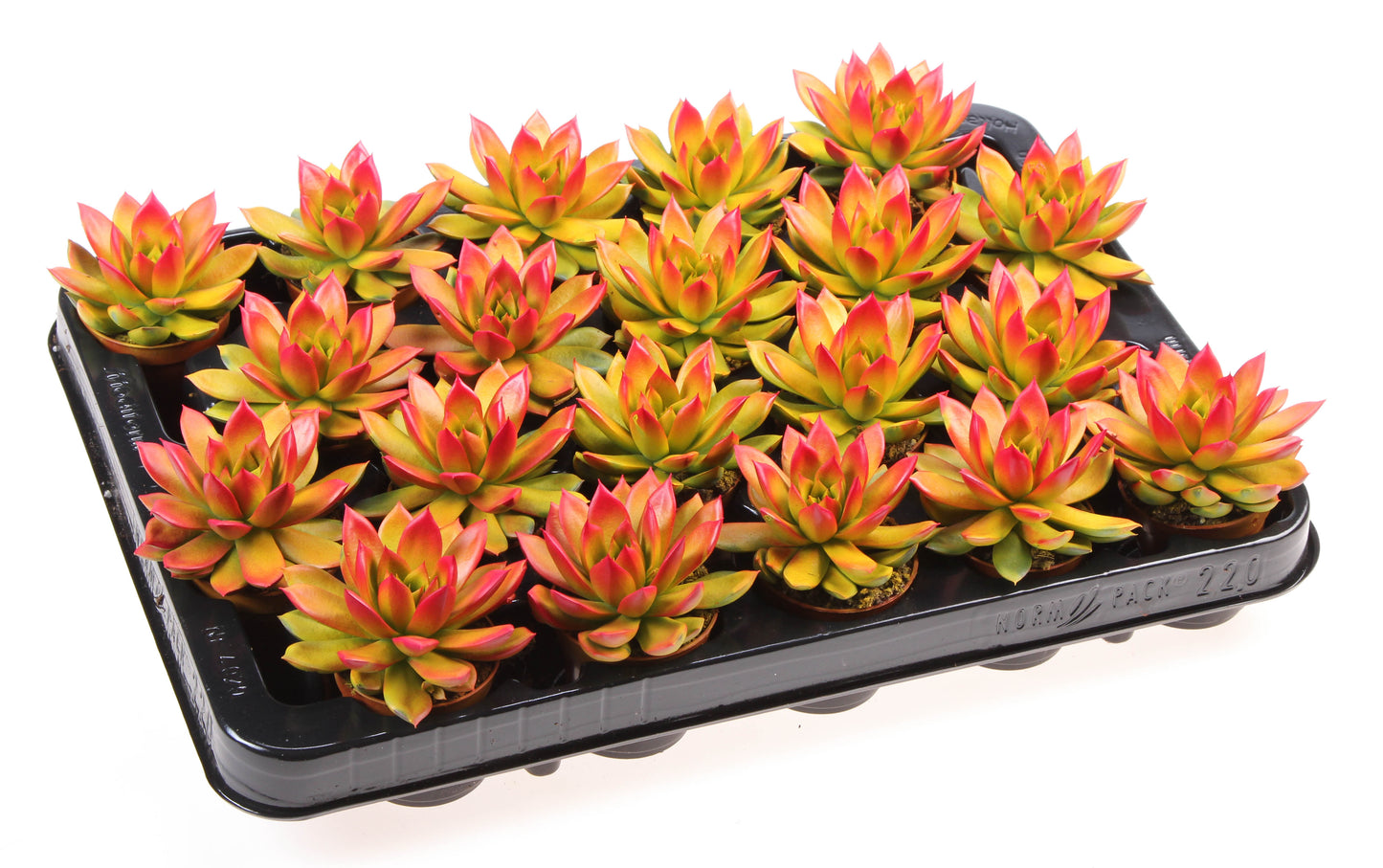Euro Cactus Holland Bv Rainbow zalm Pack of 20