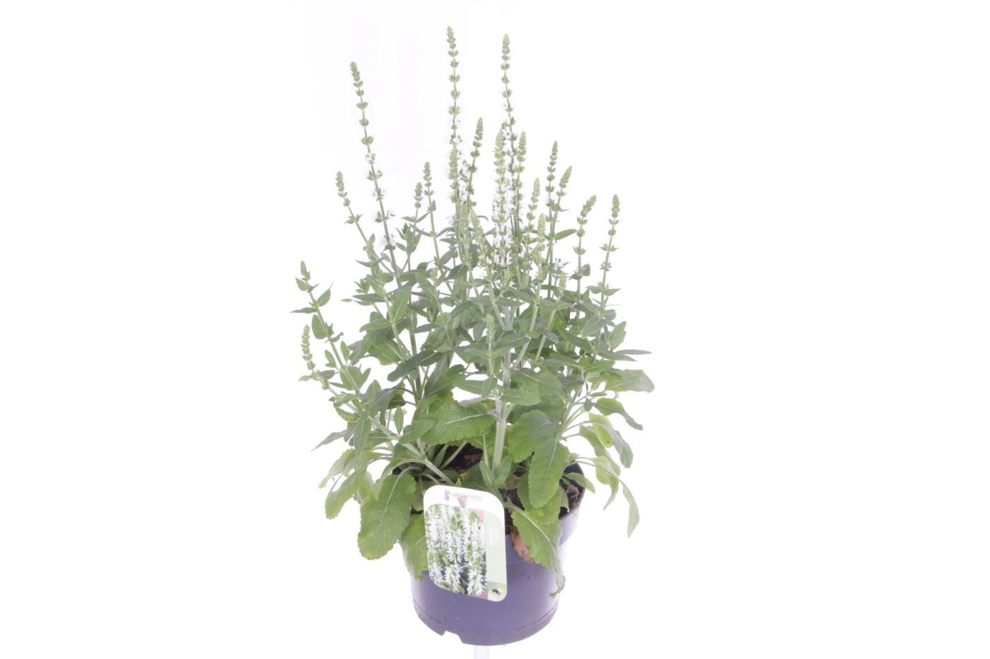 Salvia nemorosa mix 50cm 17cm Pot