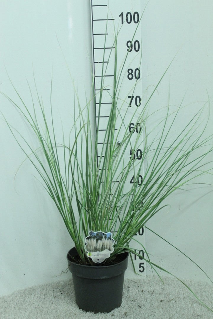 Cortaderia 100cm 23cm Pot