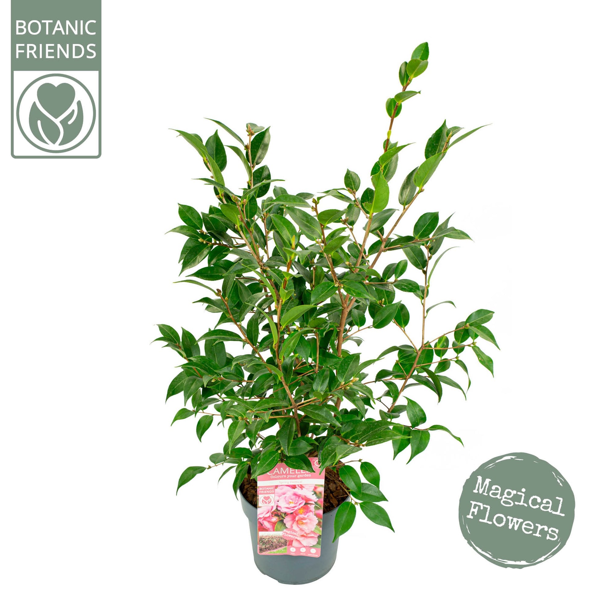 Son en Koot Plant Camellia Spring Festival Pack of 1