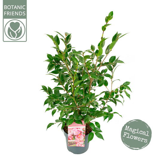 Son en Koot Plant Camellia Spring Festival Pack of 1