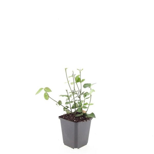Euonymus Coloratus 15cm 9cm Pot