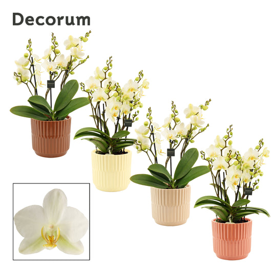 Phalaenopsis mf. Lausanne 35cm 12cm Pot
