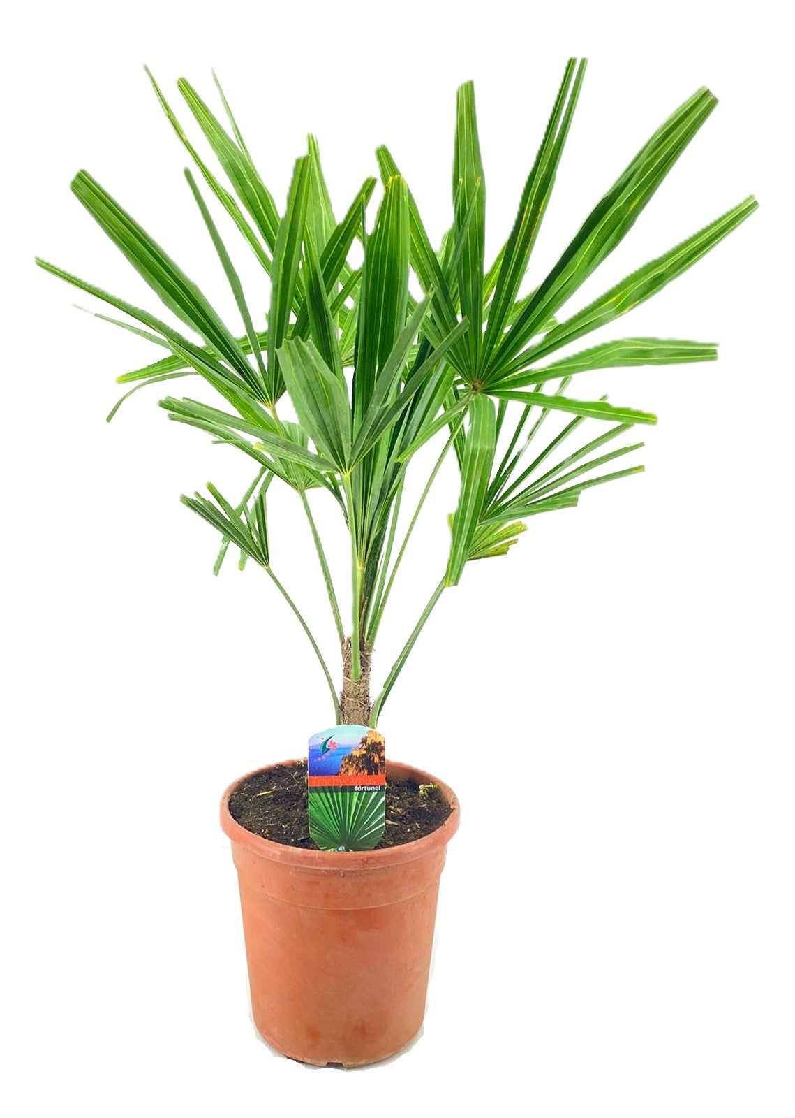 Trachycarpus fortunei 80cm 21cm Pot