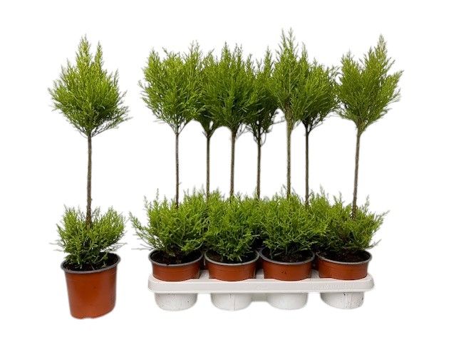 Cupressus Goldcrest Wilma 60cm 14cm Pot
