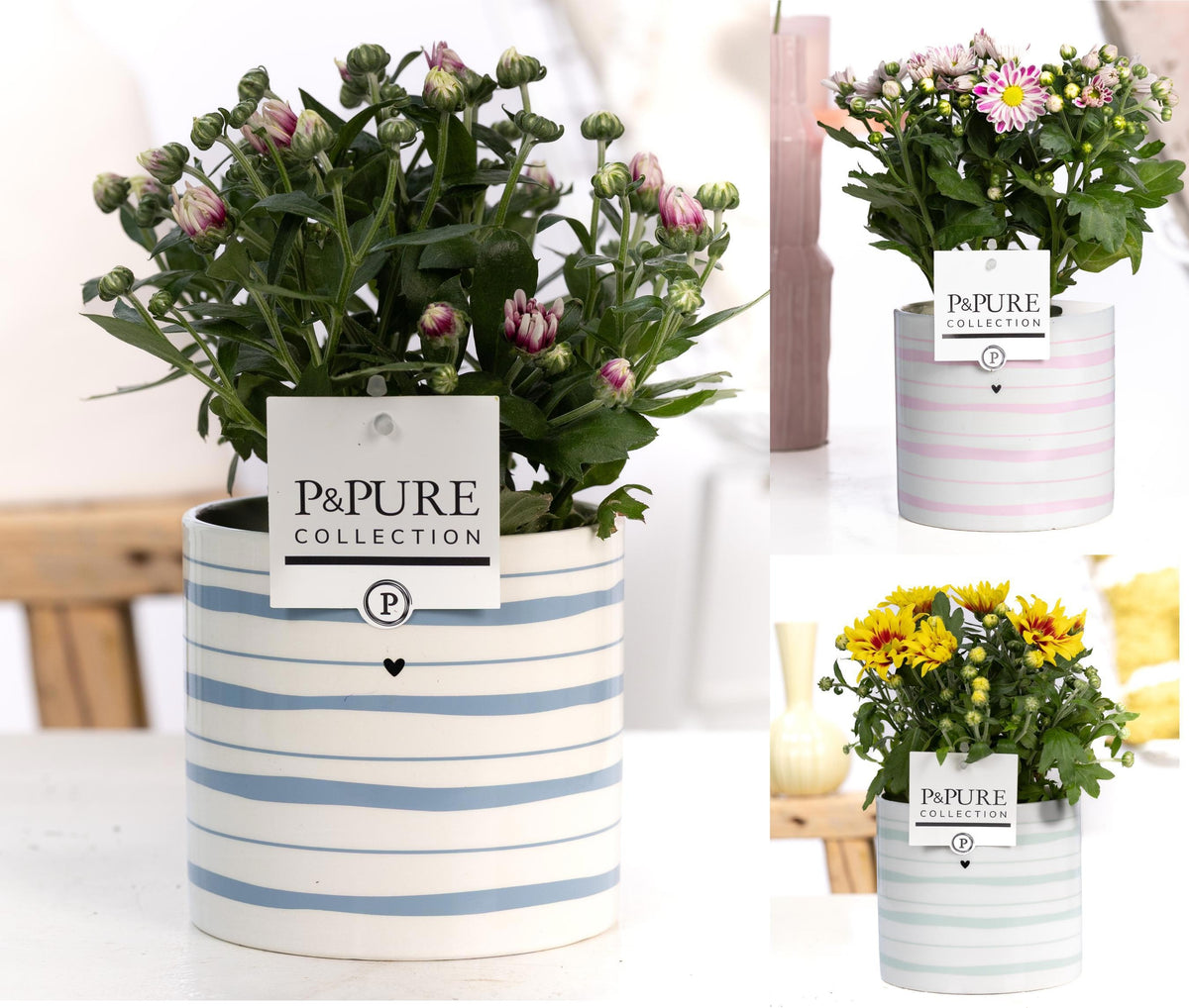 Chrysanthemum bicolour mix 25cm 12cm Pot