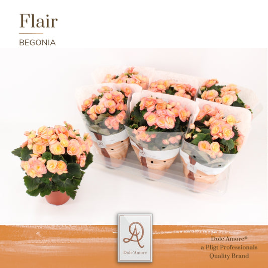 Begonia el. Hailey Sunset 31cm 14cm Pot