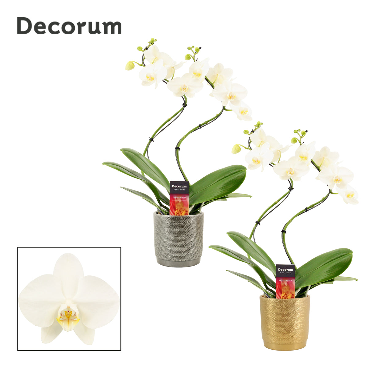 Phalaenopsis white 50cm 12cm Pot