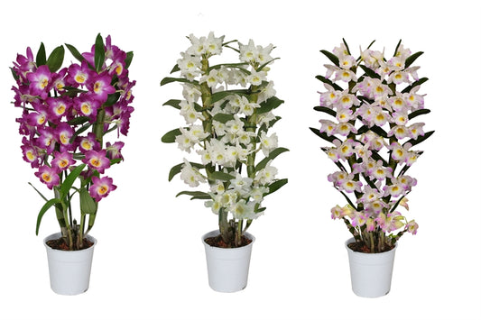 Dendrobium nob. Star Class 50cm 12cm Pot
