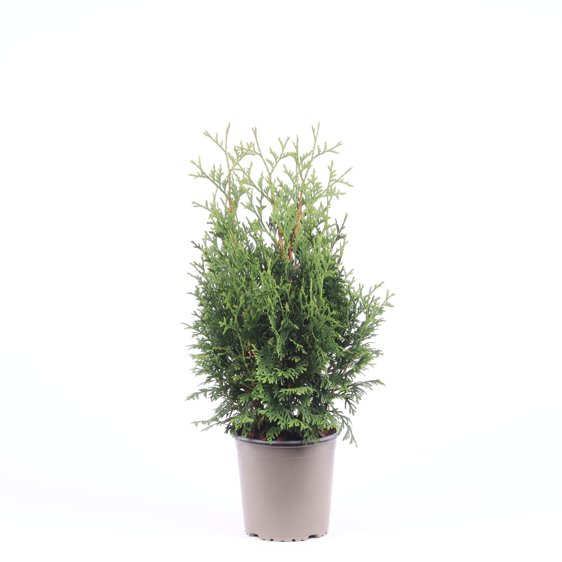 Thuja occidentalis Holmstrup 40cm 13cm Pot