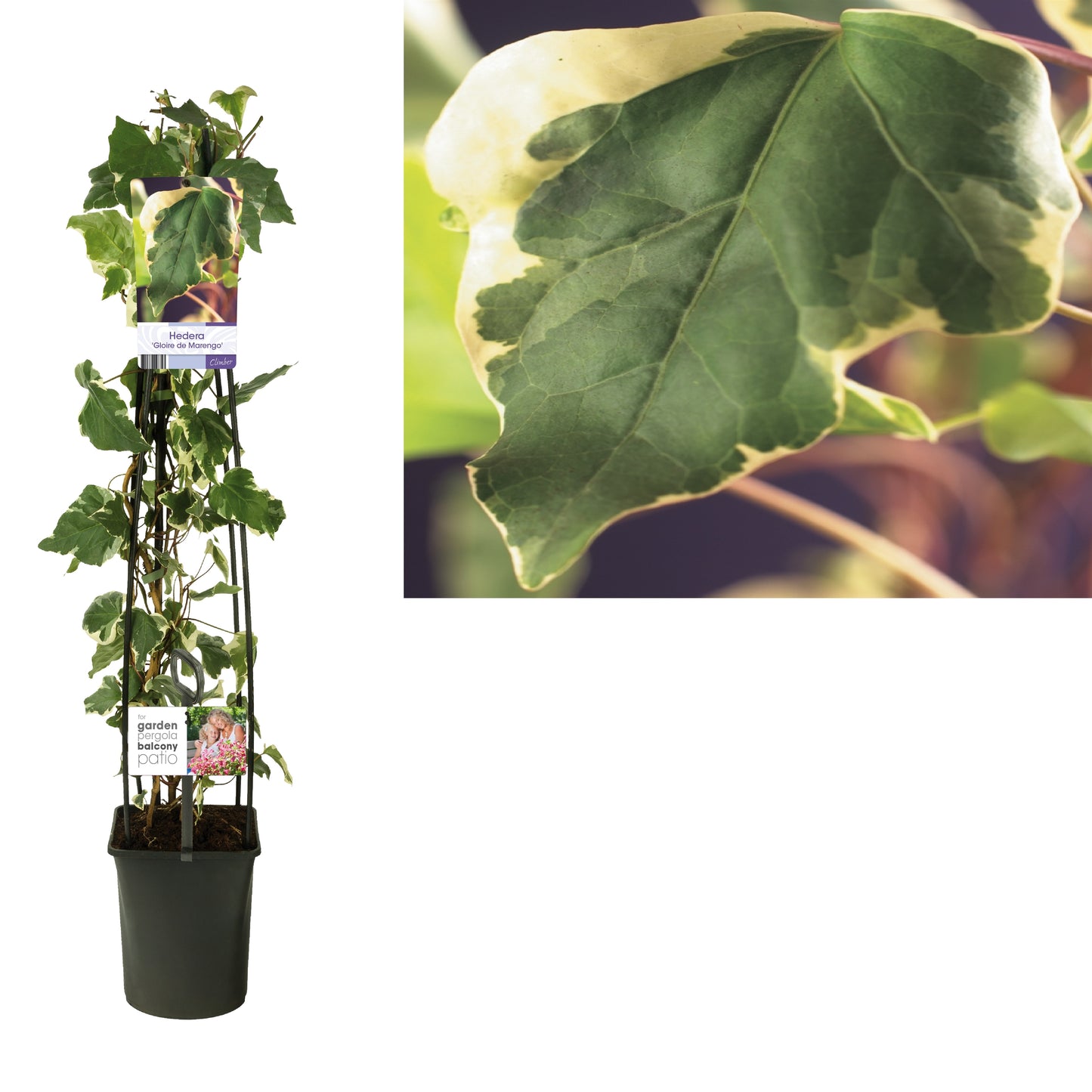 Hedera Gloire de Marengo 23cm Pot