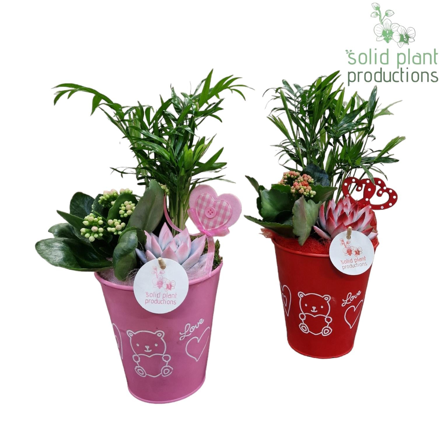 ZVC001 Anne Red/Pink 40cm 13cm Pot